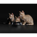 Влажный корм Pro Plan Nutri Savour для котят, с говядиной в соусе – интернет-магазин Ле’Муррр