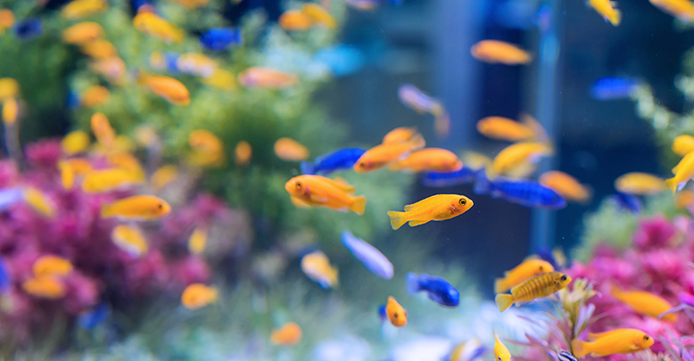Обогреватель для аквариума: особенности выбора и установки