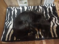 Пользовательская фотография №1 к отзыву на CLP Зебра №3 Лежак со съемным чехлом для собак, с рисунком