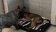 Пользовательская фотография №2 к отзыву на CLP Зебра №1 Лежак со съемным чехлом для собак, с рисунком, с рисунком